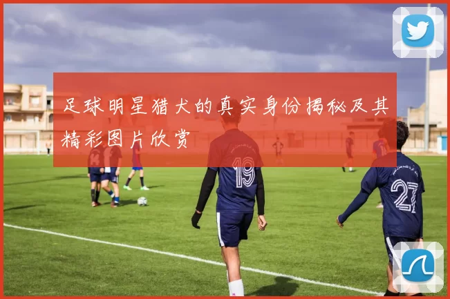 足球明星猎犬的真实身份揭秘及其精彩图片欣赏